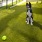 a dog standing in the pet area with lush turf